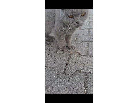 Sokağa atılan kediye yuva olalım