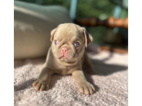 Pug mops (pink)