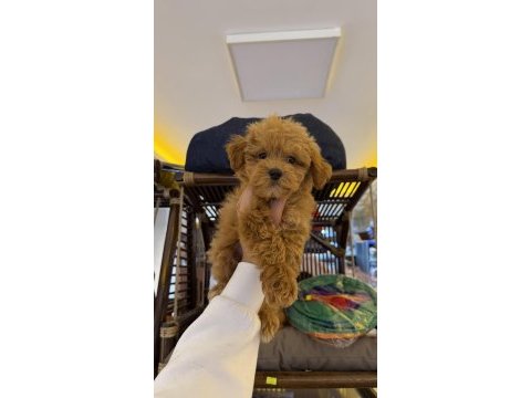 Pet eğitimli üst düzey kore maltipoo