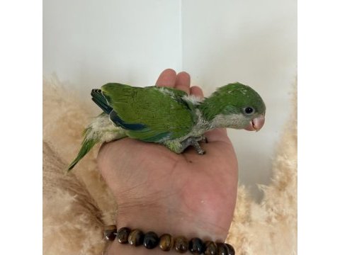 Monk papağanları bebek