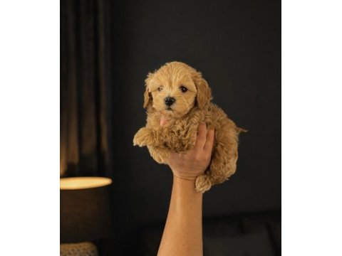Teacup gerçek garantili maltipoo