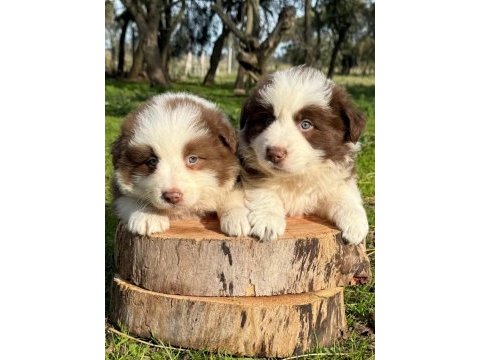 Özel border collie yavruları 