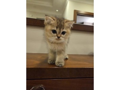 Safkan golden british shorthair