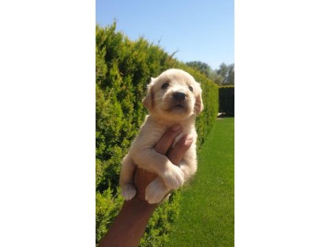 Bebek yüzlü golden retriever yavrular