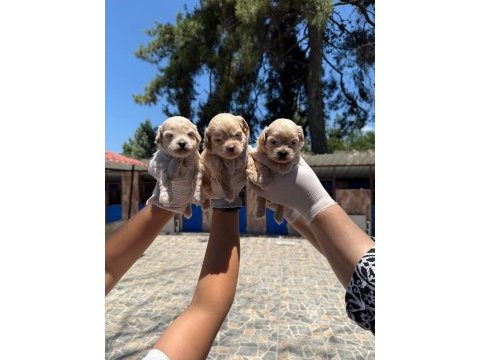 Maltipoo yavrularımız ruhsatlı çiftliğinden