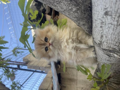 Anne baba şecereli safkan golden british longhair