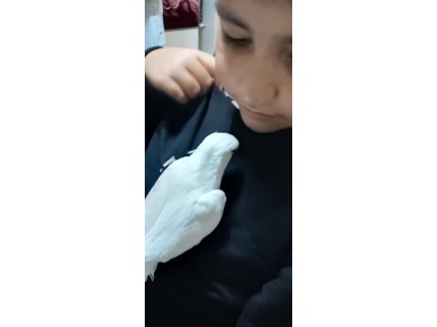 Evcil erkek albino sultan papağanı