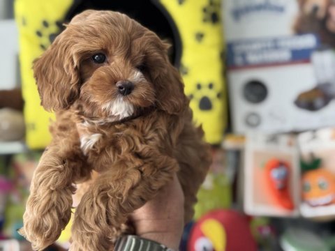 Petmode köpek çiftliğinden kore maltipoo
