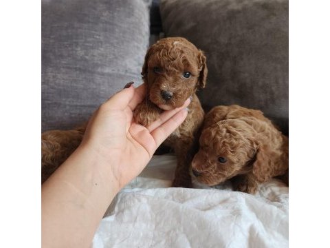 Anne altından evde bakılan kore kan mini poodle