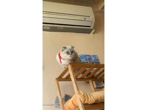 6 aylık dişi scottish fold
