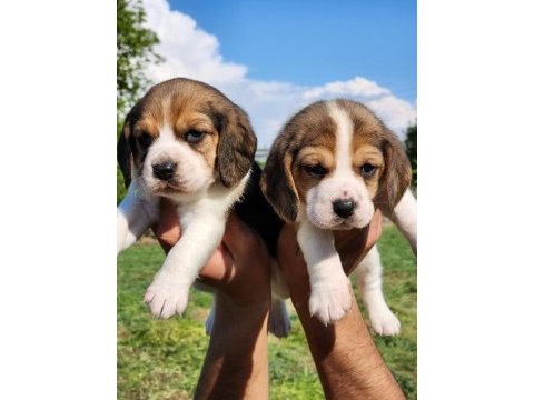 Mini boy elizabeth beagle bebekler