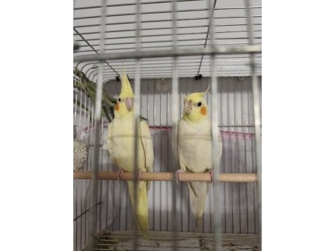 İster tek ister çift yavru alınmış takım sultan papağanı