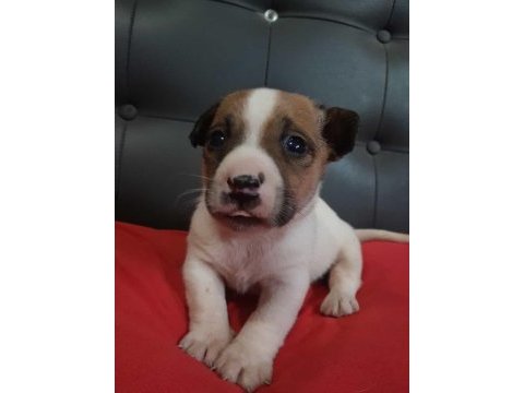 Erkek jack russell maske filmindeki yavru çok tatlı