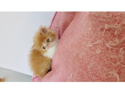 Turuncu egzotic tatlı kuzucuk exotic shorthair