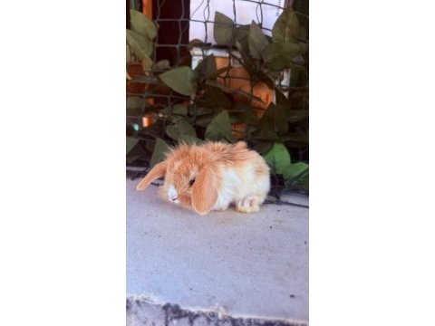 Safkan hollanda teddy lop tavşan yavrular