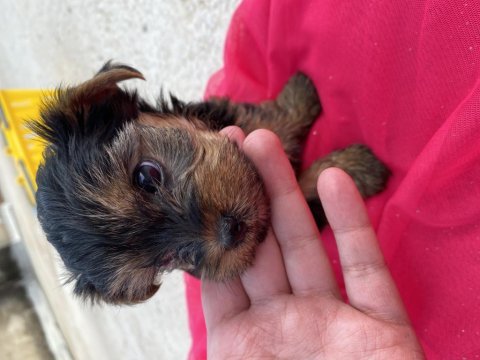 Yorkshire terrier 50 günlük