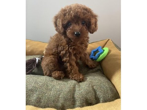 Micro boy toy poodle kızımız yeni yuvasını arıyor