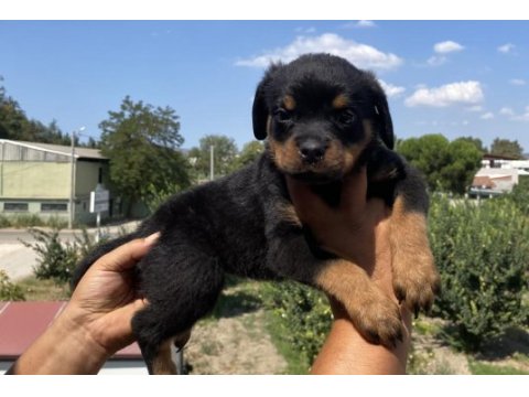 Koca kafa rottweiler yavruları burkem‘den