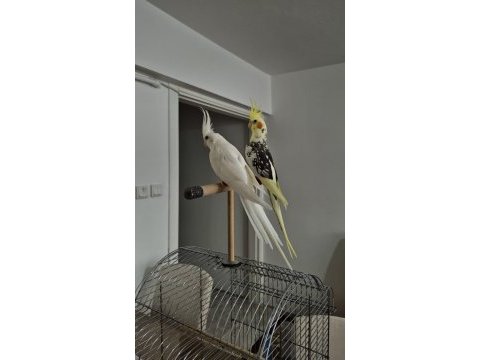 Sağlıklı ve uysal çift sultan papağanı