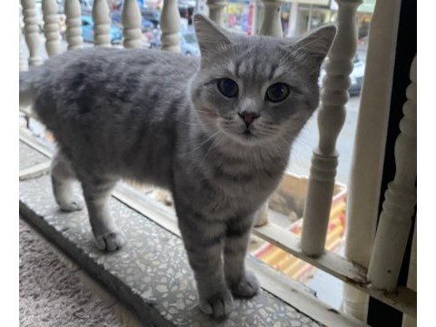 British shorthair 3 yaşında