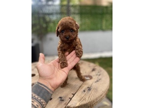 Mini cep boy poodle yavrularımız