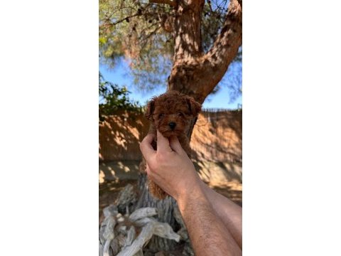 Şecereli ırk ve sağlık garantili toy poodle yavrularımız