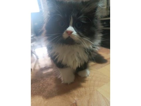 Erkek bi color british longhair