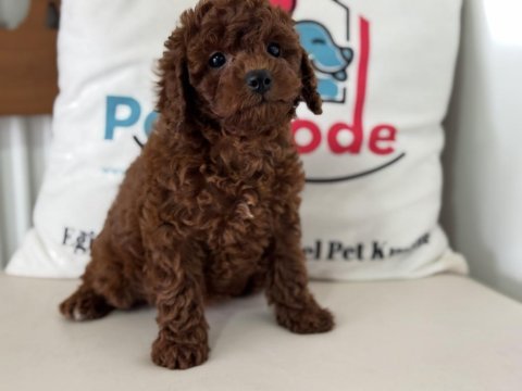 Ruhsatlı çiftlikde ziyarete açık toy poodle 