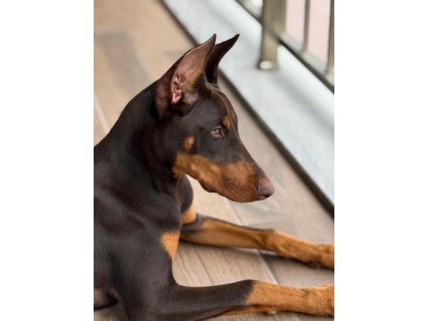 Aşılı ve estetikli yavru heykel doberman köpekler
