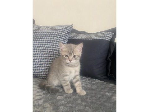 British shorthair yavrular