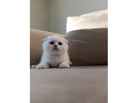 Karbeyaz ns11 scottish fold yavrusu