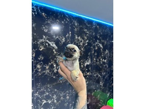 Safkan pug bebekler - ırk ve sağlık garantili - belgeli