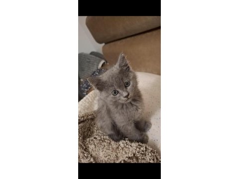 British shorthair erkek yavru