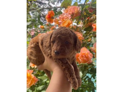 Poodle yavruları