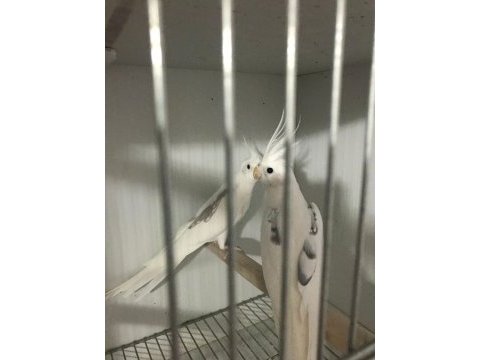 Albino ve heawy sultan papağanı takımlar