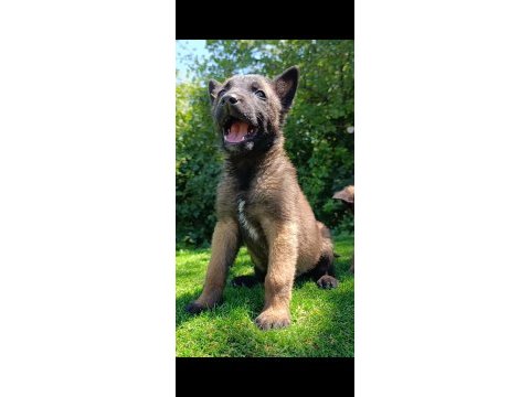 Üst düzey safkan belçika malinois bebekler