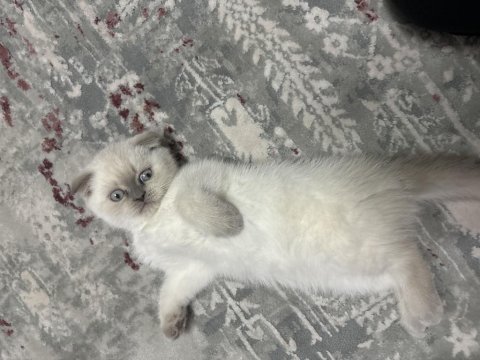 Safkan british shorthair