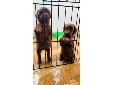 Kore red brown safkan toy poodle köpekler