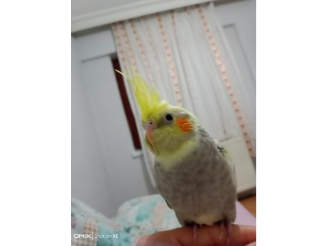 Yavru sultan papağanımız