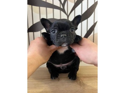 A kalite exotik french bulldog yavrular