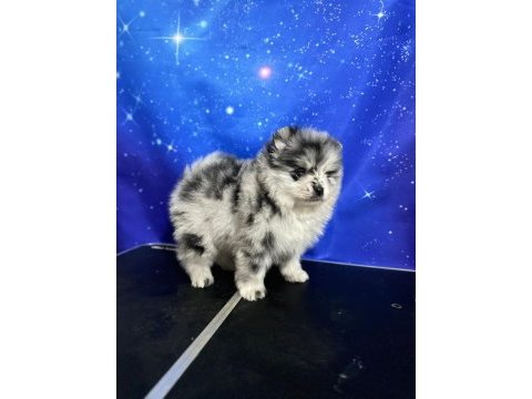 Pomeranian blue merle tr tek
