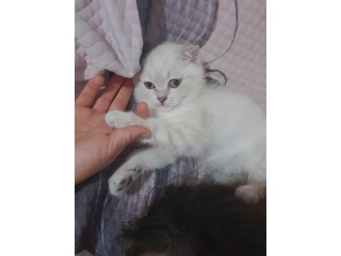 3 aylık kendi kedimin son yavrusu