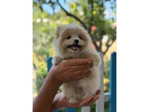 Son erkek pomeranian yavrumuz yeni yuvasına gitmeye hazır