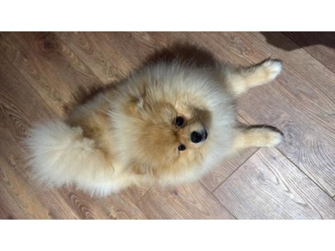 Pomeranian boo ayıcık yüz acil sahiplendirme