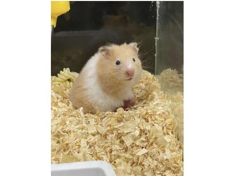 81 ile hamster bizimle görüşmeden karar vermeyin