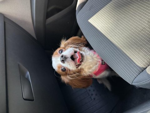 King charles sahiplendirme