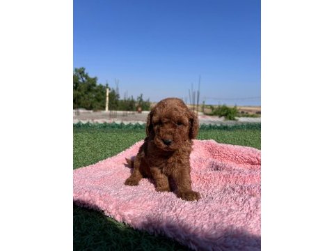 Toy poodle bebekler