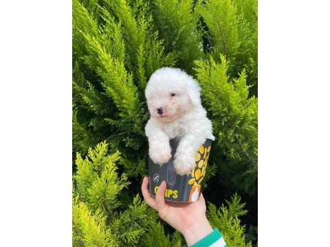 Malti̇poo bebekleri̇mi̇z
