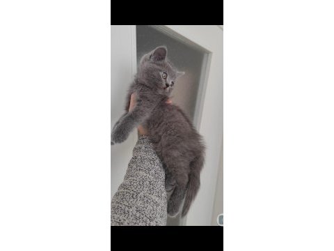 British shorthair silver point yavrumuz teslime hazırdır