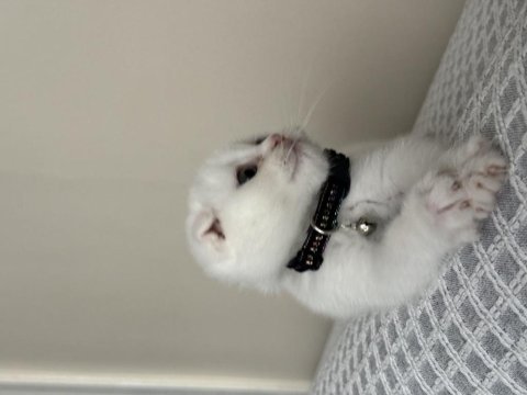 Beyaz scottish fold yavrum